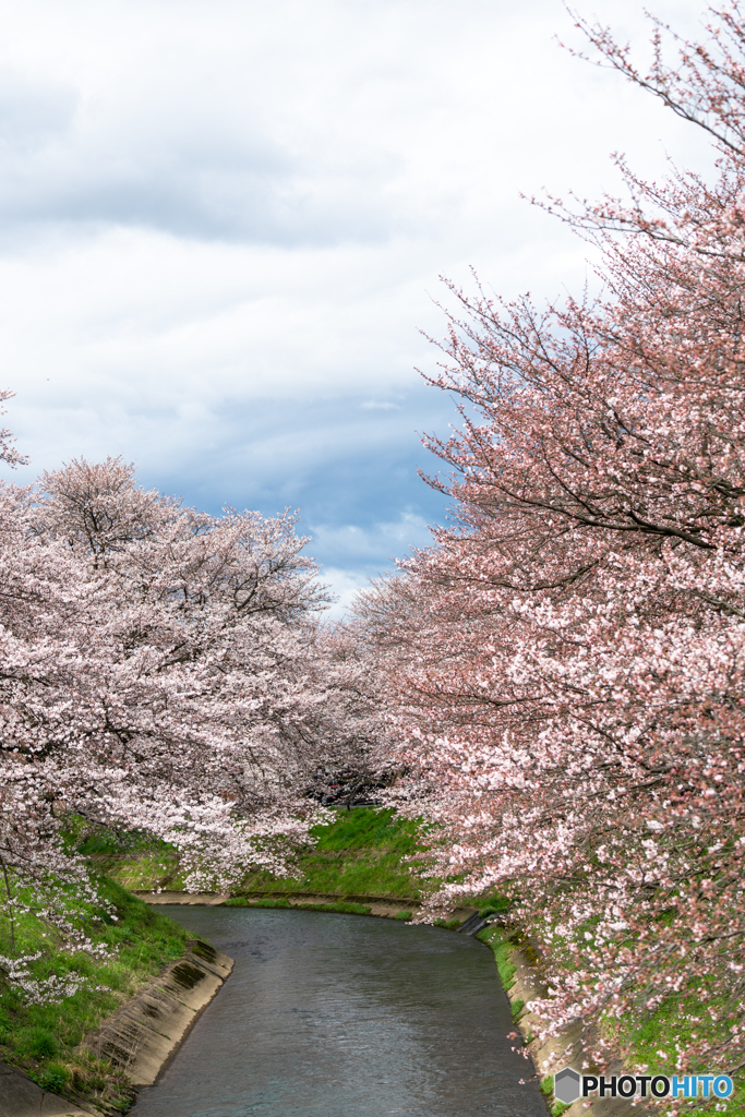 曇り空の花見