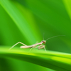 チビカマ発見