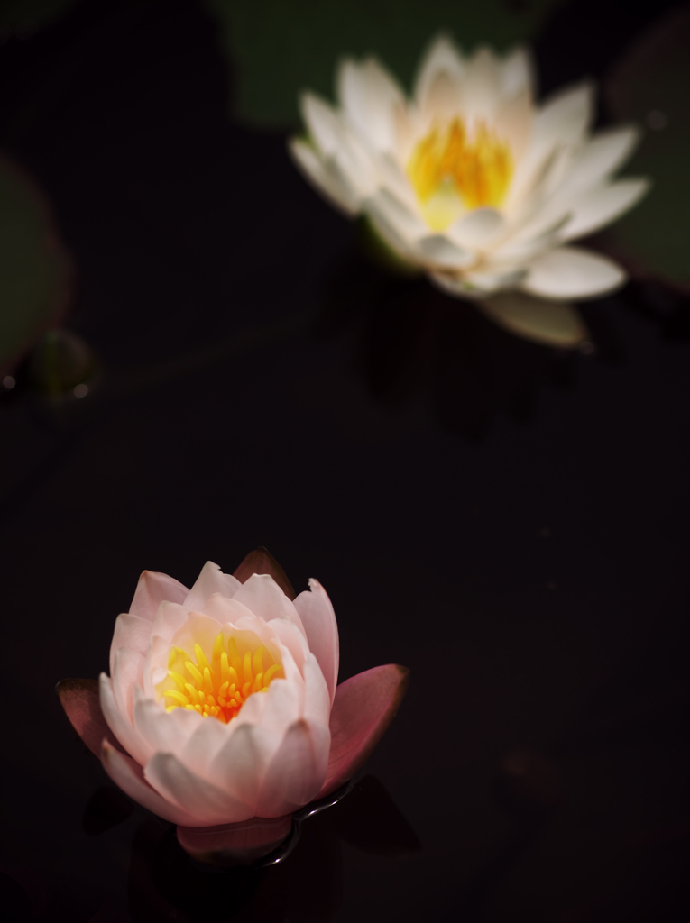 睡蓮・薄桃
