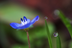 フグリと雫