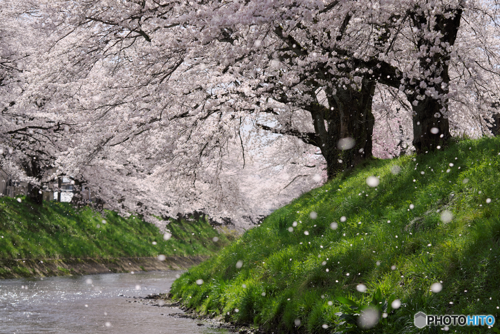 桜咲き桜散る