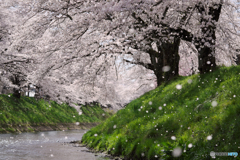 桜咲き桜散る