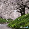 桜咲き桜散る