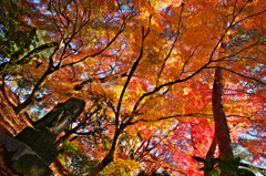 紅葉狩り（ＨＤＲ）