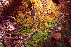 苔も秋色