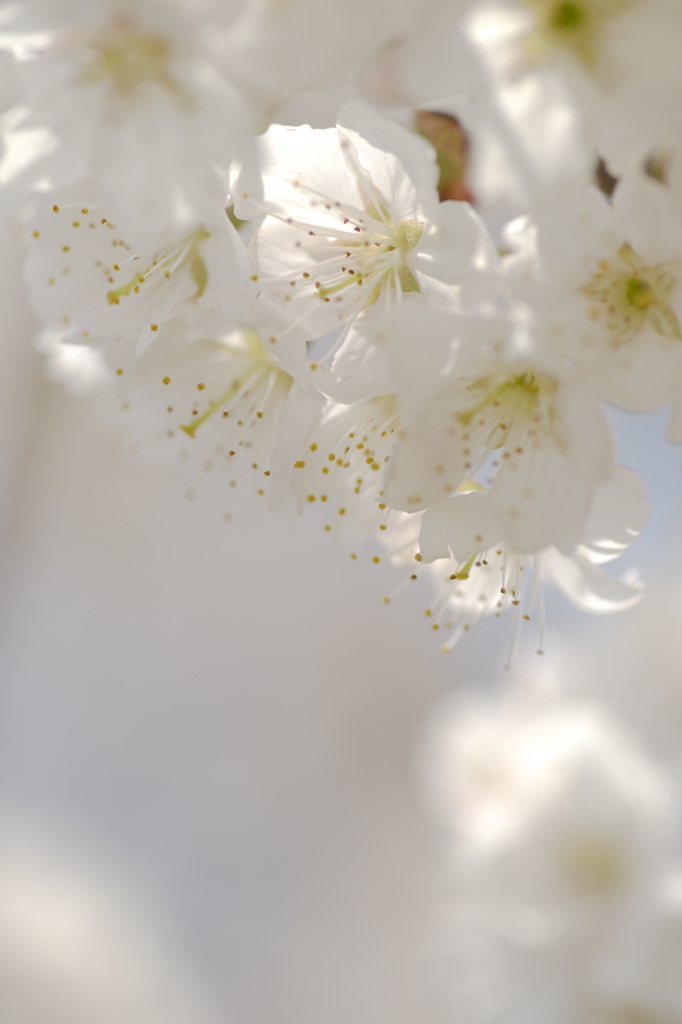桜咲くⅠ