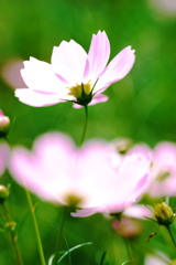 秋桜