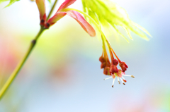紅葉花Ⅱ・鴫立沢