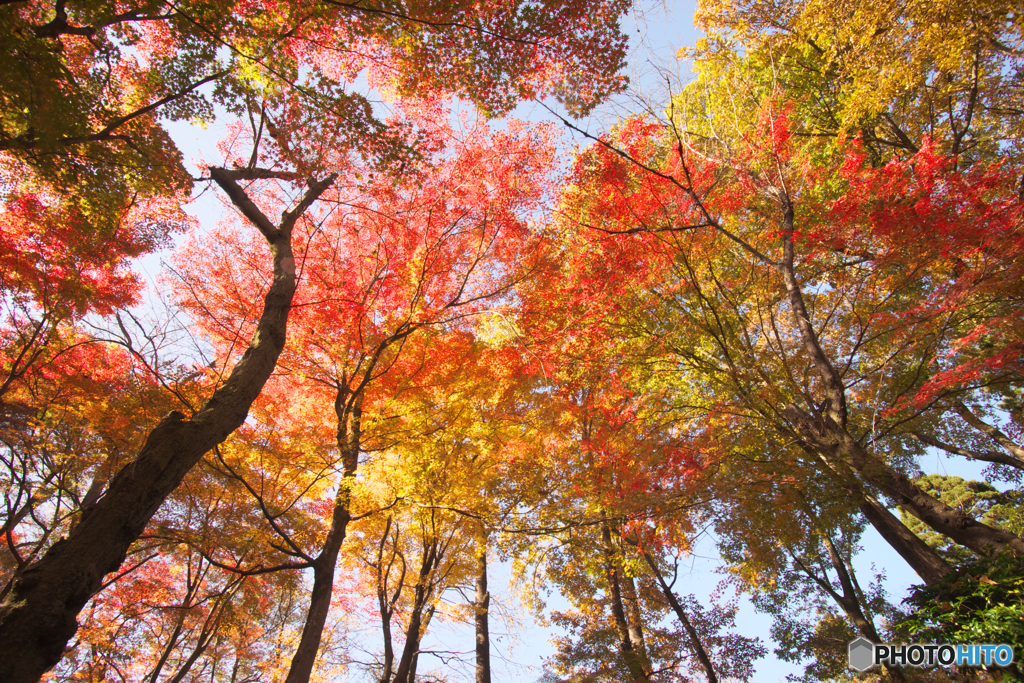 紅葉狩り２