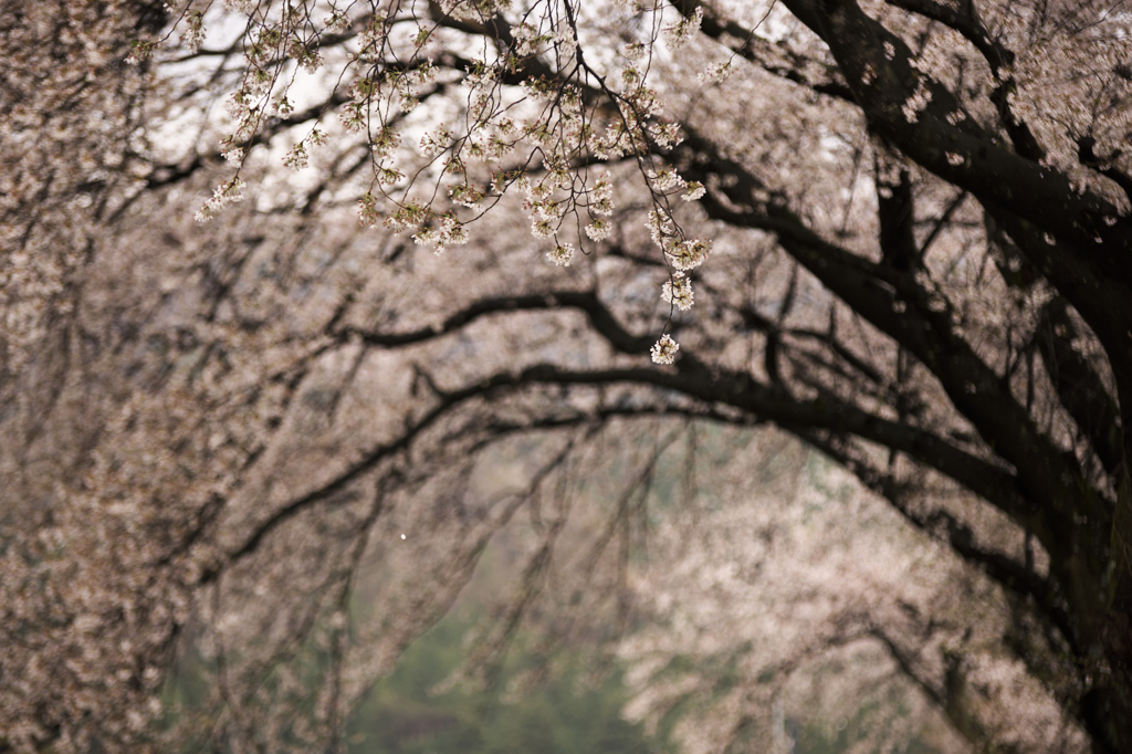 散り行く