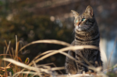 春待ち猫