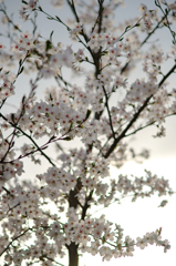 我が家の桜・貧疎