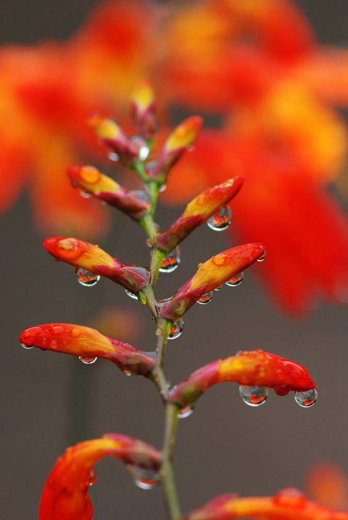 梅雨玉