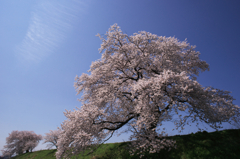 何時もの桜