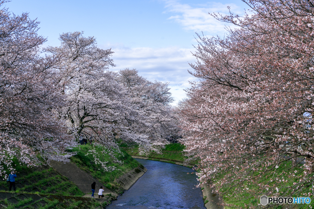 晴れ間の桜