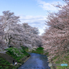 晴れ間の桜