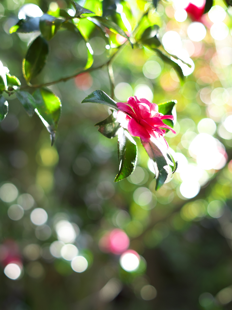 褪せゆく山茶花