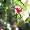 褪せゆく山茶花