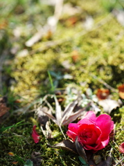 落花