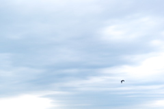 冬空に鷺