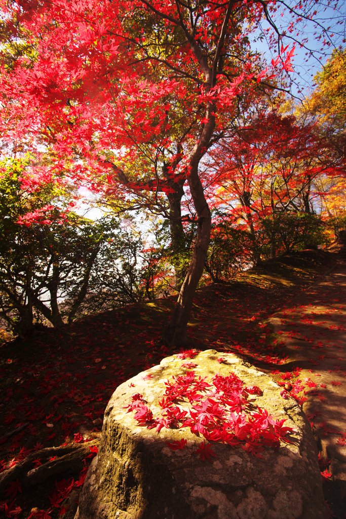 紅葉狩り