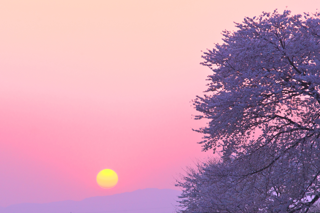 夕暮れ桜