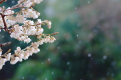 雪桜Ⅱ