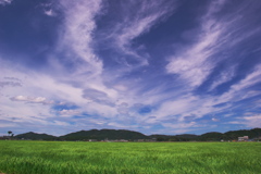 田園風景・2010夏