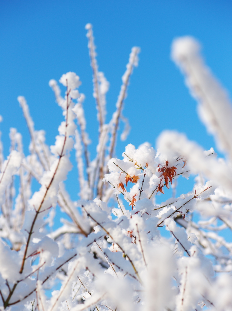 雪モミジ