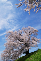 一片の花びら