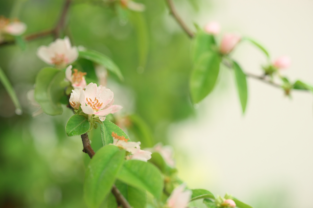 お隣の春・花梨