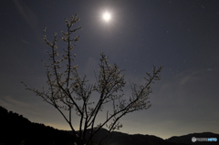 月夜に咲く・梅