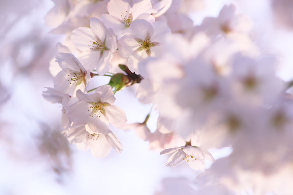 夕暮れ桜