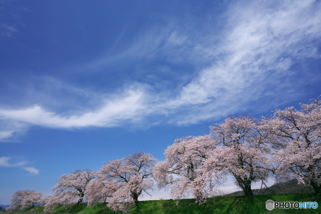 堤の桜