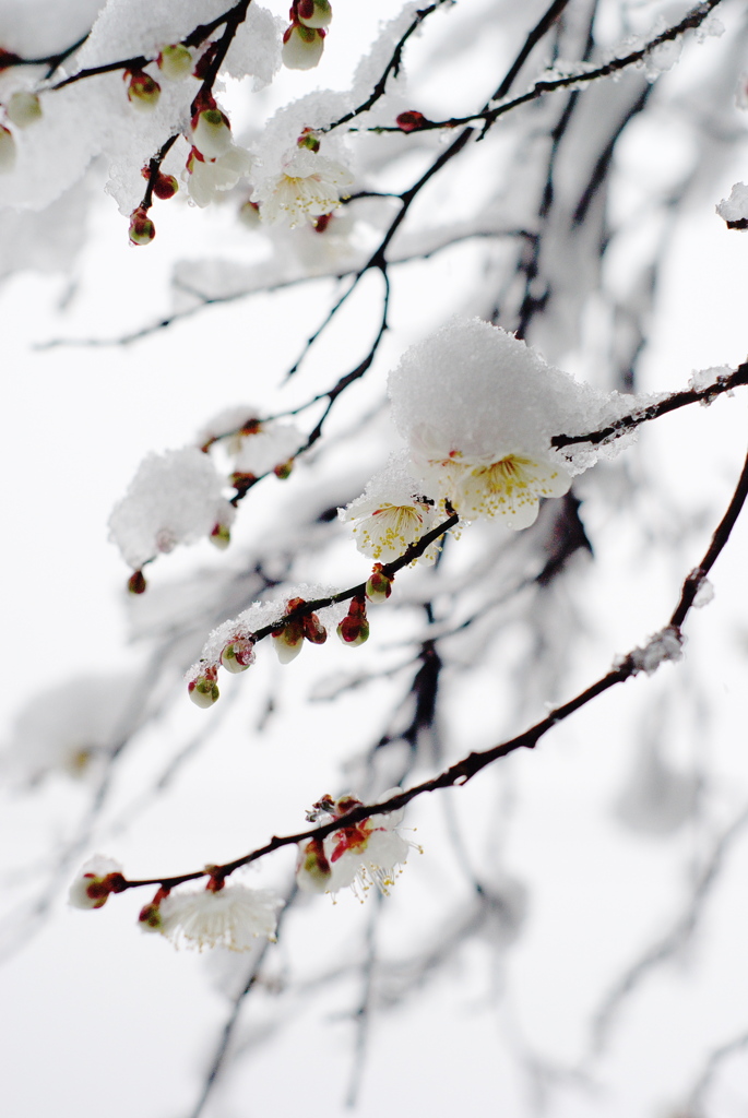 雪梅