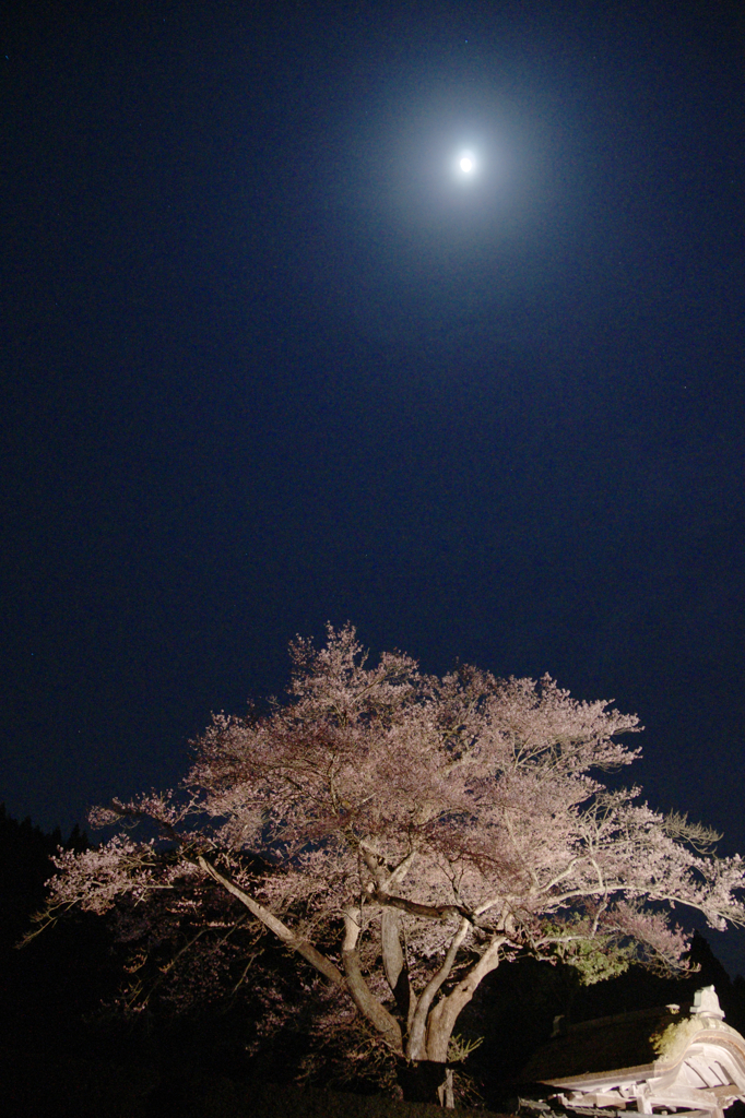 夜桜Ⅰ