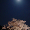 夜桜Ⅰ