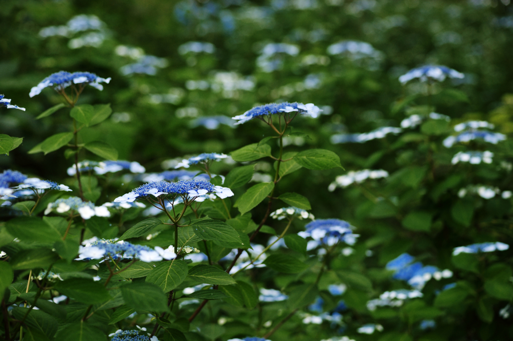 紫陽花Ⅳ