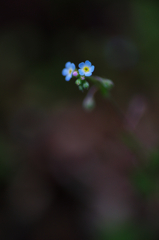 雑草の花・ノハラムラサキ