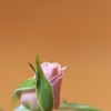 春を待つ