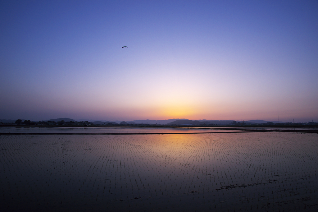 田園夕景・田植え後２０１１