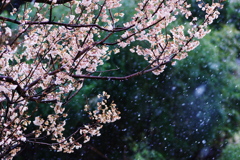 雪桜