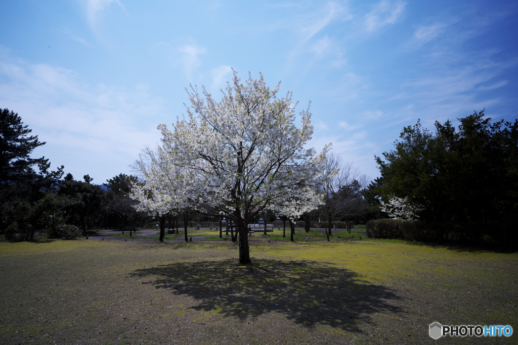 桜咲く