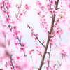 我が家の桃
