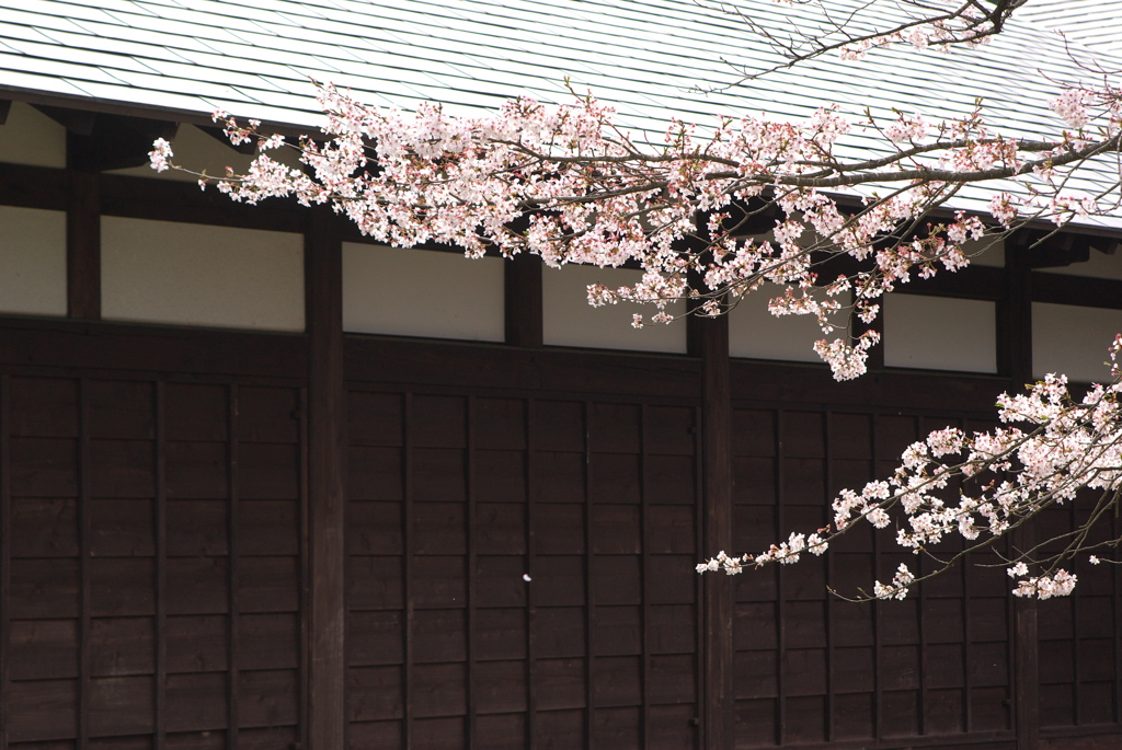 桜吹雪かず