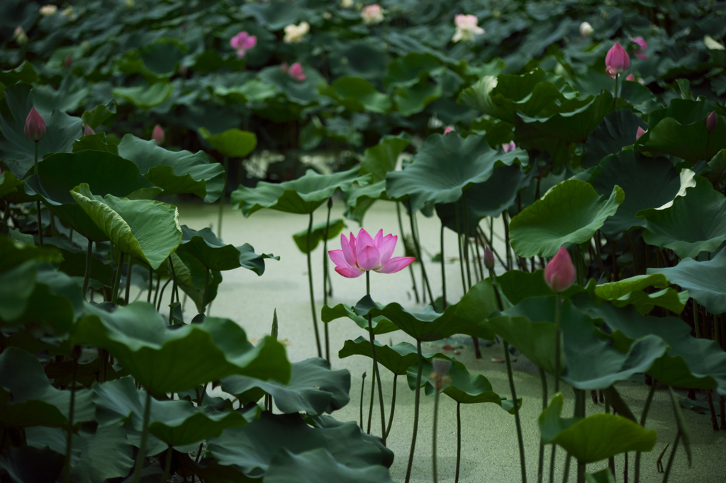 曇り空の花蓮