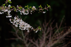 葉桜