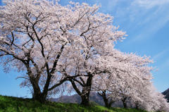 堤の桜
