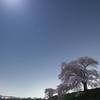 月夜の桜