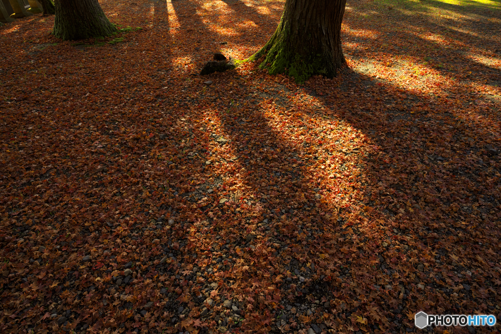 紅葉狩り